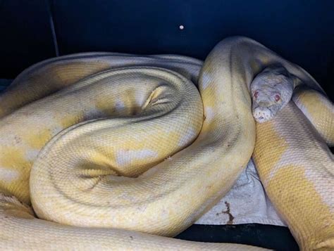 Afbeeldingsresultaten voor World Biggest Python Snake