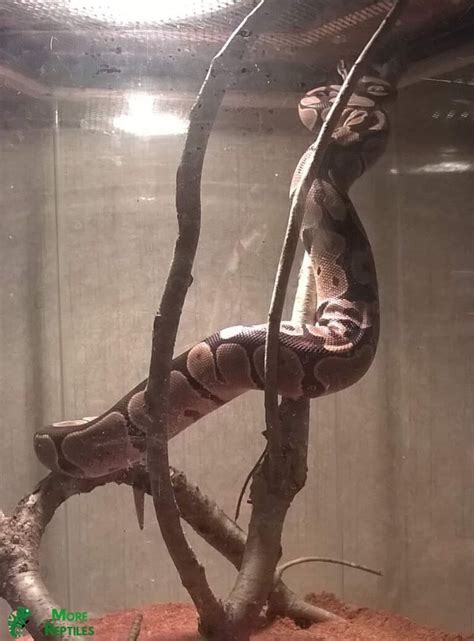 Image result for Ball Python Ramping