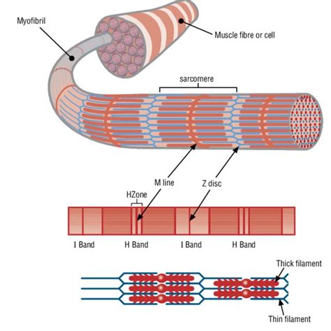 Image result for Actin and Myosin Filaments Diagram
