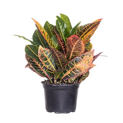 Image result for House Plant Near Me