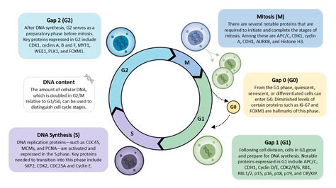 Image result for Cell Cycle Flow Kit