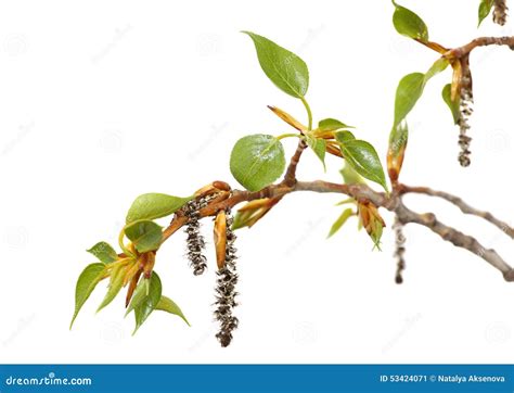 Image result for Spring Tree Branch