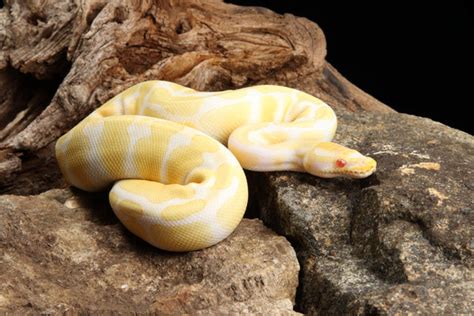 Afbeeldingsresultaten voor Nightmare Ball Python
