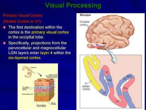 Image result for Different Types of Visual Processing