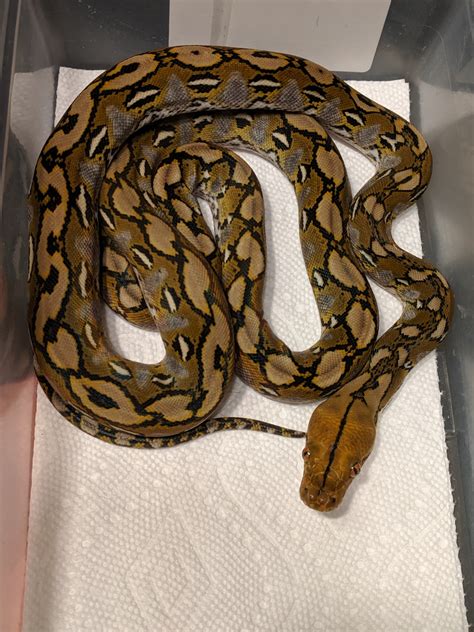 Image result for Sulawesi Python