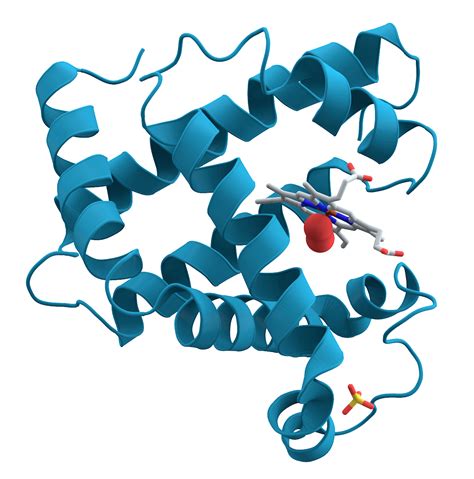Afbeeldingsresultaten voor Protein Structure Function