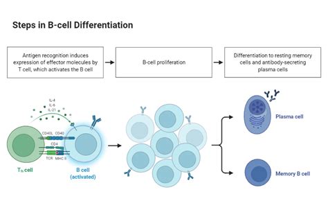 Image result for Cell Surface Biorender