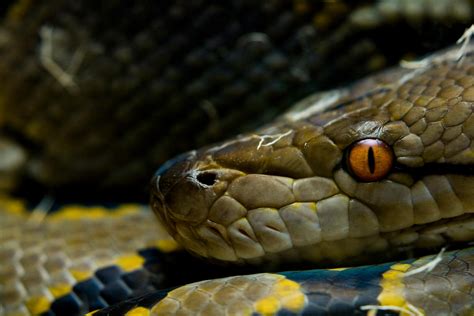 Image result for Reticulated Python Man Eater