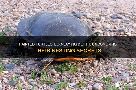 Image result for Painted Turtle Eggs Unfertilized