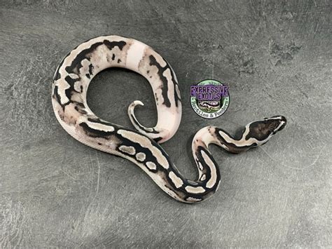 Image result for Axanthic Piebald Ball Python