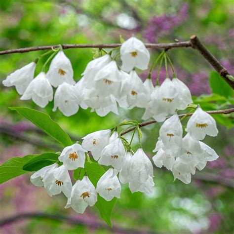 White Flower Tree Identification に対する画像結果