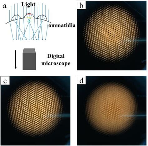 Compound Microscope Inversion に対する画像結果