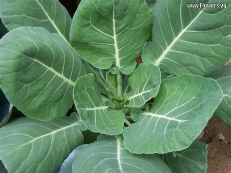 Image result for Random Vegetable Generator