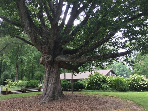 Afbeeldingsresultaten voor Whole Oak Tree