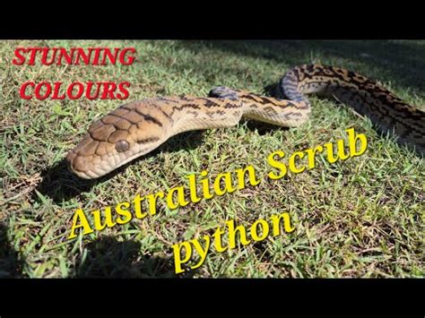 Image result for Australian Scrub Python Label Picture