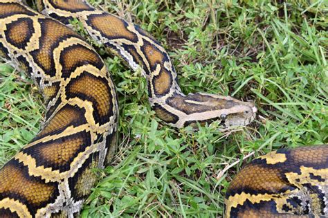 Image result for Florida Python