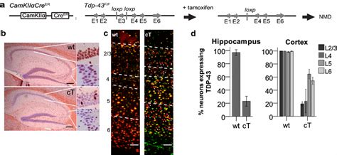 Afbeeldingsresultaten voor Creer Tarmoxifen
