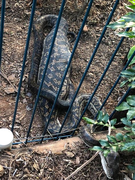 Image result for Scrub Python Eating Cat