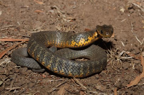 Image result for Tiger Snake