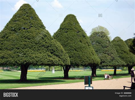 Image result for Cone-Shaped Deciduous Trees
