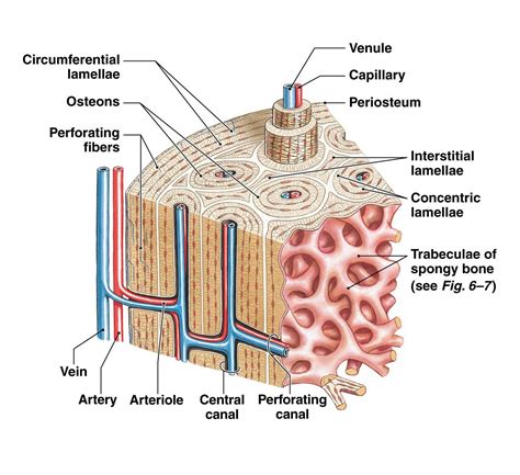 Compact Bone Labeled - Abba Humananatomy