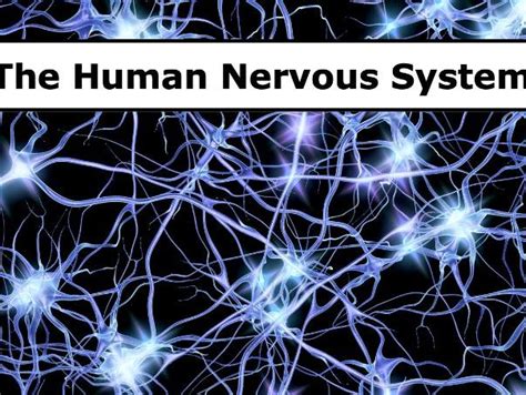 Image result for Human Nervous System Made Easy