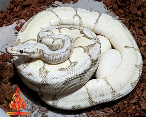 Image result for Pastel Fire Ball Python