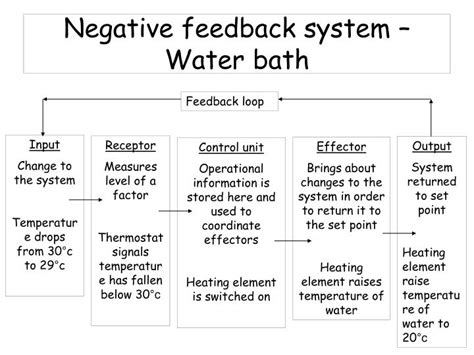 Image result for Negative Feedback Loop Water Cycle