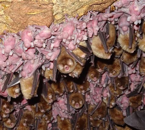 Image result for Bat Birthing