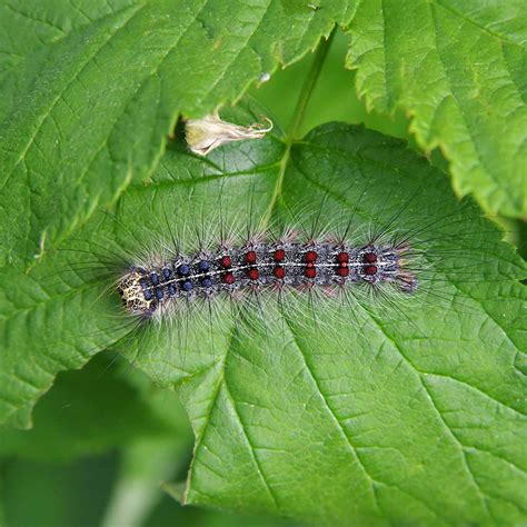 Gypsy Moth in Canada に対する画像結果