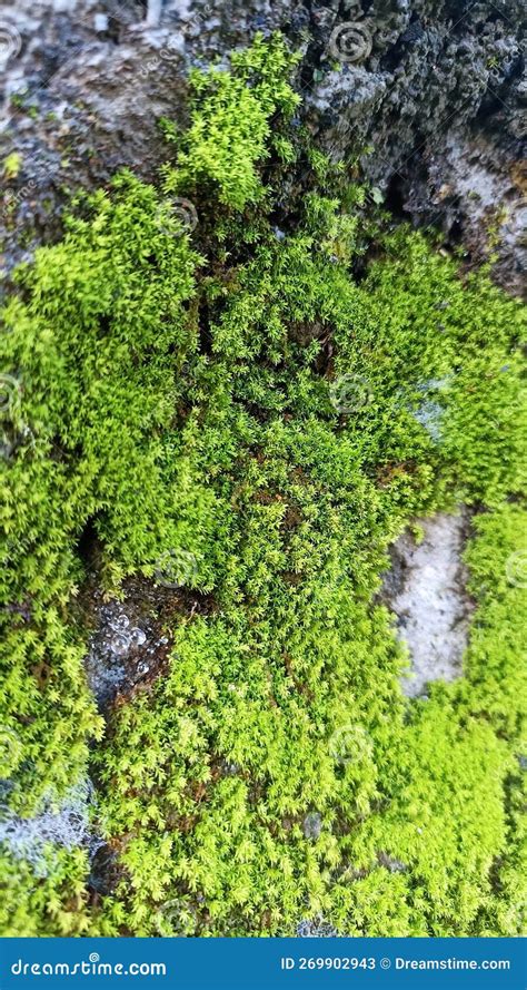 Toradh íomhá ar Getting Moss to Grow On Rocks
