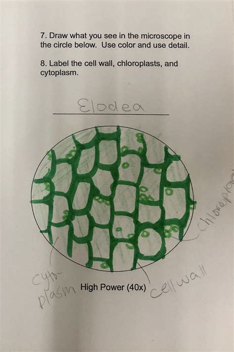 Toradh íomhá ar Microscope Drawing Outline