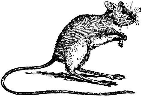 Image result for Jumping Mouse