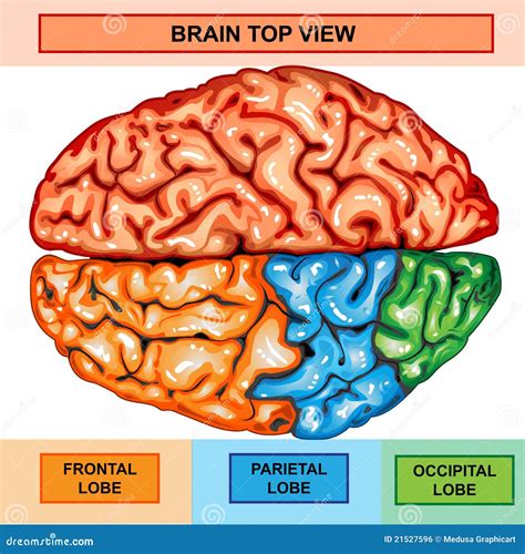Toradh íomhá ar Top View of Brain Simple