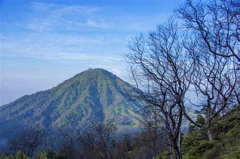 Image result for Trees Man Java Island