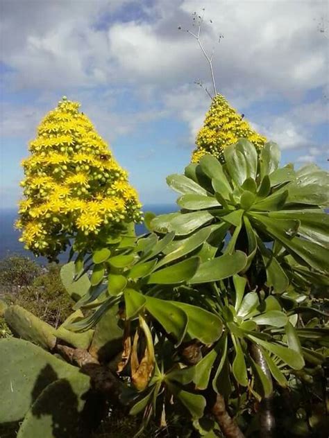 Toradh íomhá ar API Security Architecture