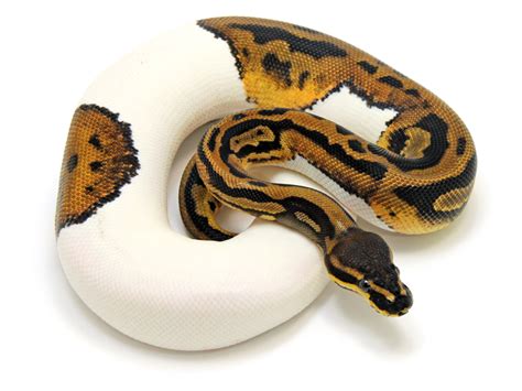 Image result for Ball Python Leopard