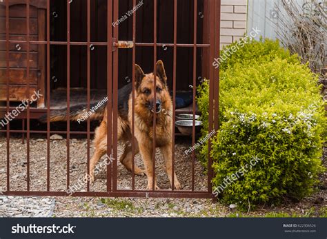 Image result for Cages for German Shepherd's