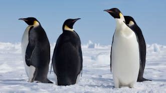 Image result for Penguin Sound
