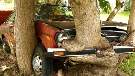 Image result for Car in an Apple Tree
