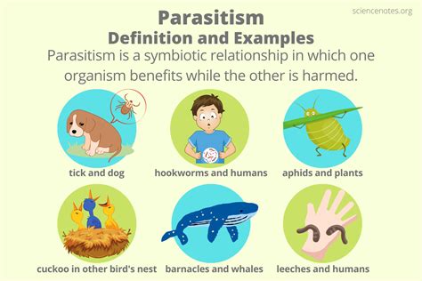 Image result for What Is Parasitism