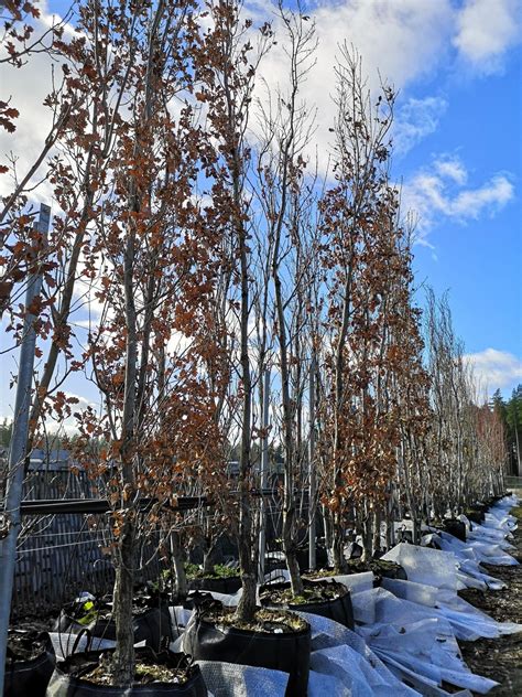 Image result for Quercus Robut