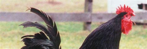 Image result for White Java Chicken