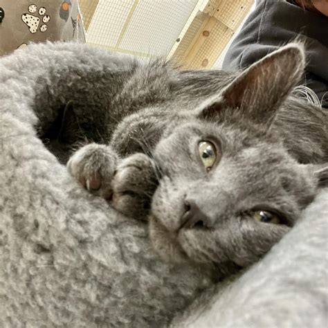 Leek Duck Google Calendar Link-এর ছবি ফলাফল