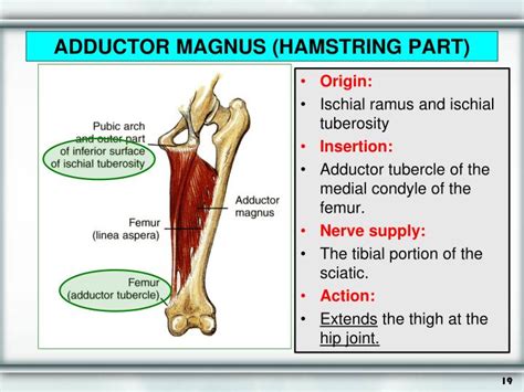 Adductor Magnus Hamstring Part ಗಾಗಿ ಇಮೇಜ್ ಫಲಿತಾಂಶ