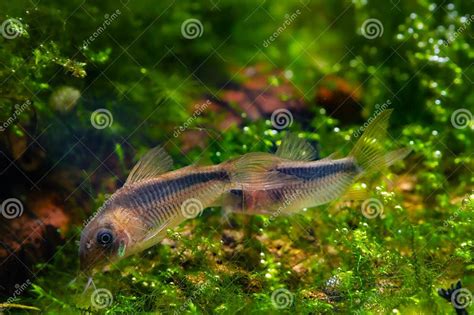 Toradh íomhá ar Explore Java Logo