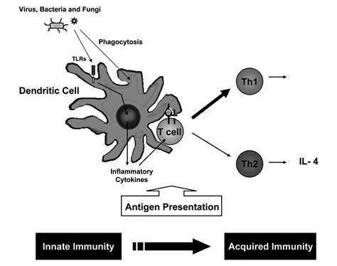 Immunity First Line of Defense に対する画像結果