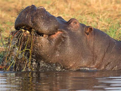 Image result for Hippo Poop Explosion