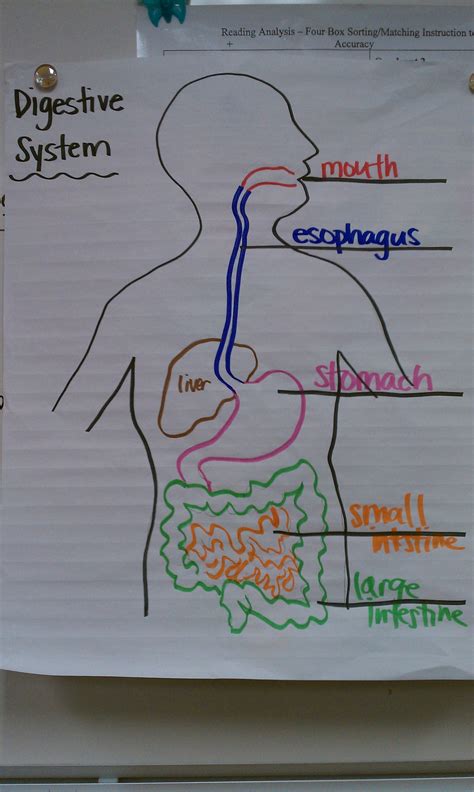 The Digestive System Drawing Simple に対する画像結果