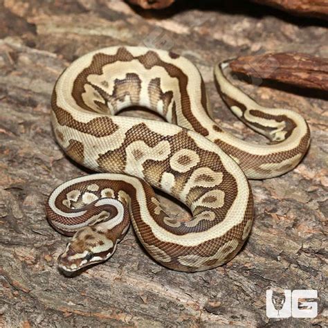 Bildergebnis für Leopard Lesser Ball Python